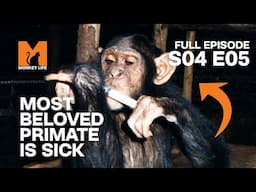 Charlie's Life Hangs in the Balance | Season 4 Episode 5 | Full Episode | Monkey Life