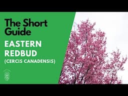 The Short Guide to the Eastern Redbud (Cercis Canadensis)