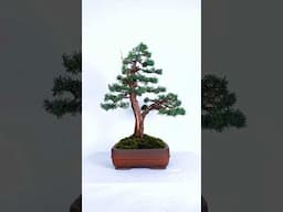 Unreal Juniper Bonsai Styling!