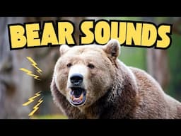 Bear Sounds That Will Make Your Fight or Flight Kick In