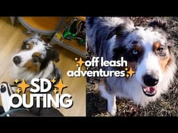 VLOG:  Service Dog Outing & Off Leash Adventures at Our Park | Public Access Astrofromtheblue