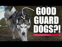 Do Huskies Make Good Guard Dogs?  (Lalahome Realfountain Review)