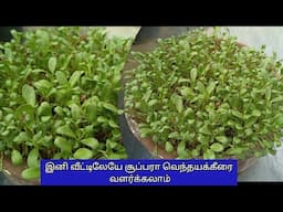 How to grow Fenugreek at home/வெந்தய கீரை வளர்க்கும் முறை/Methi leaves growing tips