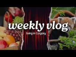 September Weekly Vlog (calgary daily life, zoo trip & night lights)