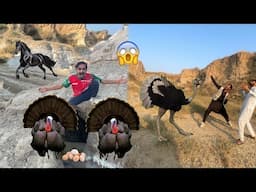 Desert Ma Jungli Ostrich Mil Gaya😱Bohut Saary Turkey Bird Aur Eggs Pakad Leay😱Jungli Horse 🐎 Agaya😍