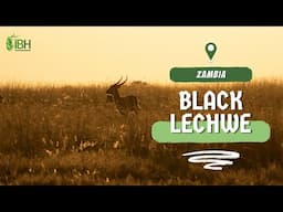 Black Lechwe hunt | Hunting in Zambia