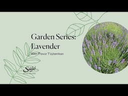 Garden Series: Lavender