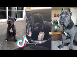 Cane Corsos are Badass and Cute - Tiktok Compilation! | 5