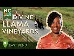 Divine Llama Vineyards - East Bend, NC | North Carolina Weekend