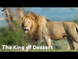 The Kings Of Desert - Lion New full Documentary - Our Climate.