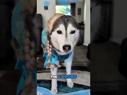 HELP!  My Dog is FROZEN | Halloween Fun With the Huskies!