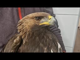 Golden Eagle Lead Poisoning - WILDLIFE RESCUE - English Subtitles