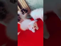 Cute Persian Kittens #shorts #shortvideo #viralvideo