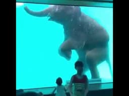 Elephant in a zoo pool