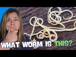 Cat worms -Figuring out What Worm it is & How to Treat and Prevent