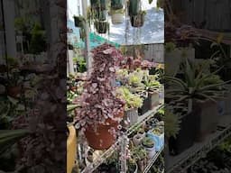 Succulent garden | bikolanahardinera #shortvideo #succulent #plants