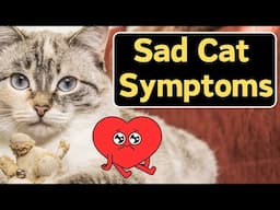 Why Is My Cat So Unhappy? (KNOW THE SIGNS!)