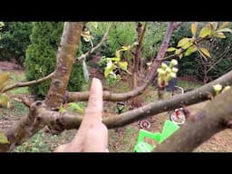 Grafted Asian Pear Spring 2023 Update