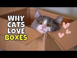 The Secret Behind Your Cat's Box Obsession (Why Cats Love Boxes)