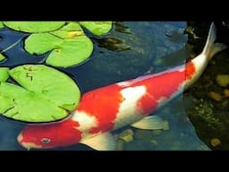 Beautiful Koi Fish