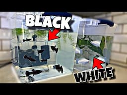 Breeding all BLACK AND WHITE Fish!?!