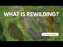 What is Rewilding?