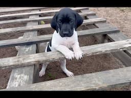 GSP Puppies - Nettle x Grouser - 6 weeks old