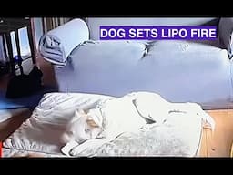 DOG SETS LIPO BATTERY FIRE ACCIDENT!!!!   Warning!  For All RC pilots Crazy!