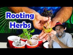 Rooting Herbs Using Water - Grow Indoors for Winter