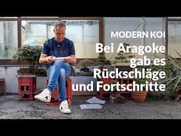 Gibt es nächstes Jahr wieder Aragoke Tosai | Modern Koi Blog #7032