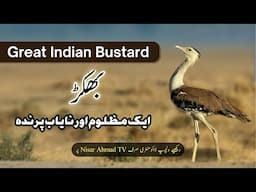 Great Indian Bustard | Bhukkar Bird That is Treated Cruelly | Endangered Species of Pakistan