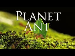 Planet Ant | Life Inside the Colony | Insect Super Society