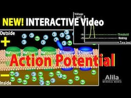 NEW: INTERACTIVE Animation: Action Potential in Neurons, Animation with Quiz