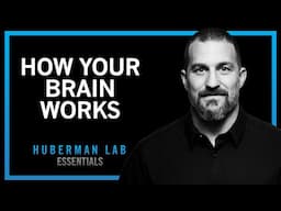 Essentials: How Your Brain Works & Changes