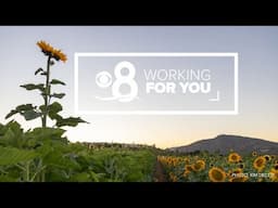 Working For You | Stories for the San Diego community (Nov 22)