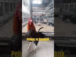 Pelung vs Bangkok