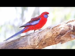 Australian Parrots: Crimson Rosella (Platycercus elegans)