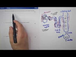 Week 9 | Bio Separate | The Kidney | KayScience Online Tuition