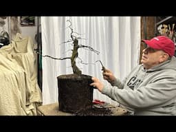 First repotting in 27 years for this American hornbeam bonsai from nursery