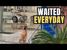 This Stray Dog Waited Outside A Car Dealership Every Day Until One Day, Everything Changed