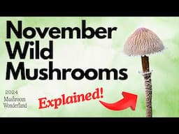 November Mushroom Identification- 2024