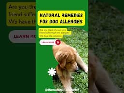 Natural Remedies for Itchy Dogs