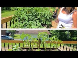 HOW TO: PRUNE BEEF STEAK TOMATOES FOR BEST PRODUCTION