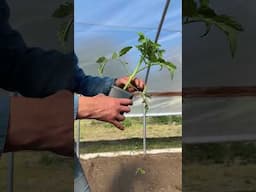 How to plant tomatoes