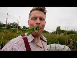 Neglected Allotment Part 10 - Finally getting some Harvests (120 days later)