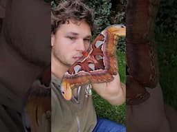 ENORMOUS: Giant Atlas Moths (Attacus atlas)