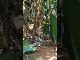 Harvesting Bananas from My Food Forest #fruit #bananas #foodforest