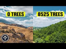 How to 10x Your next Reforestation project | naturio