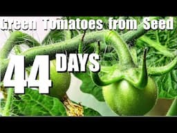 44 DAYS - SEED TO GREEN TOMATOES