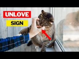 5 Signs Your Cat Doesn´t Love You - Surprising Truth